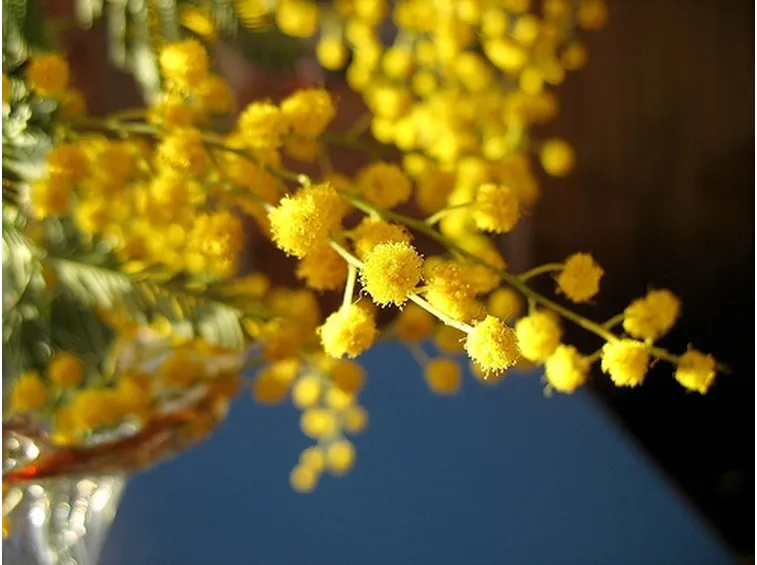 Coltivare la mimosa