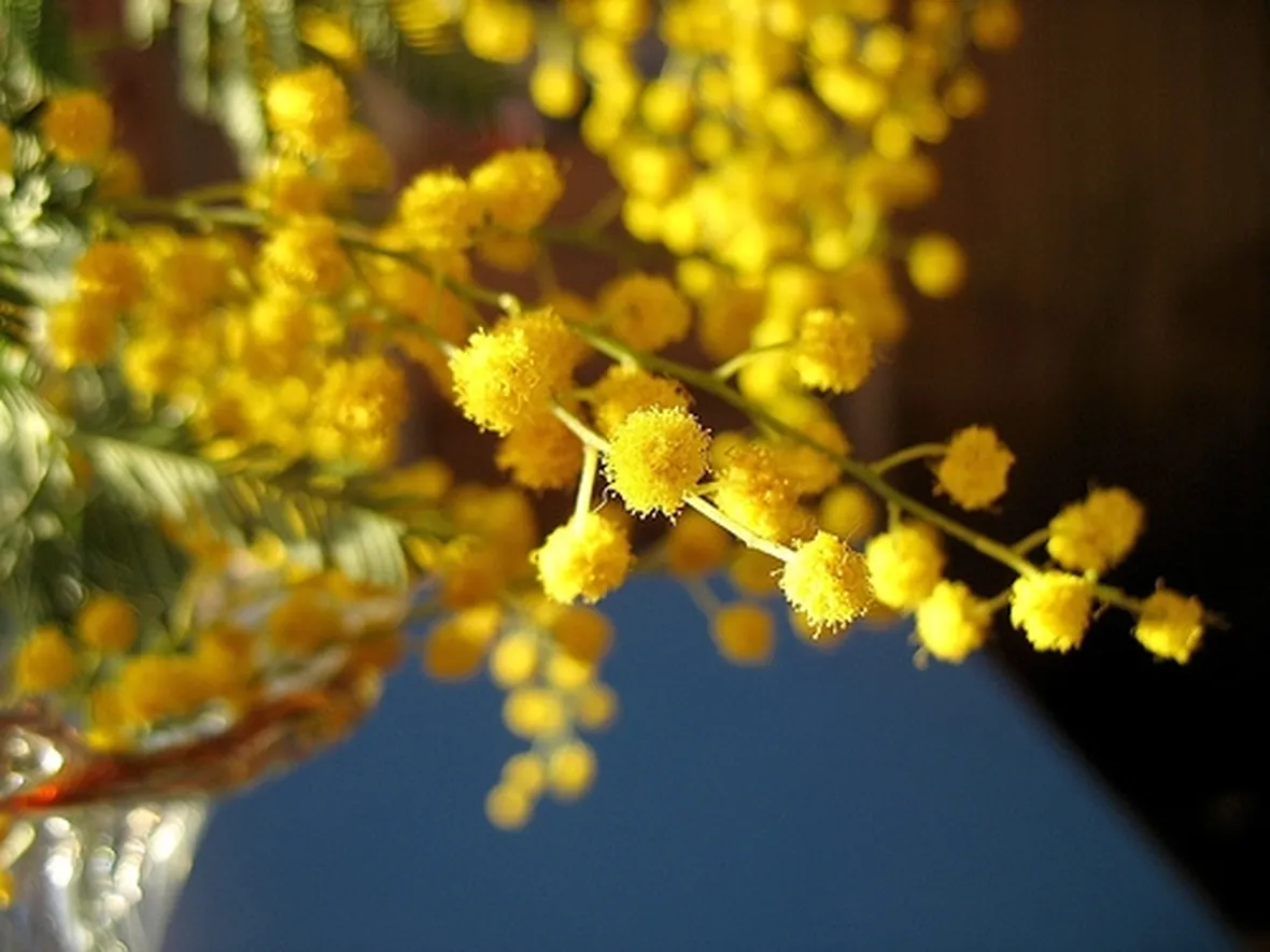 Coltivare la mimosa