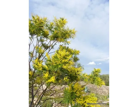 COLTIVAZIONE MIMOSA: MANUTENZIONE