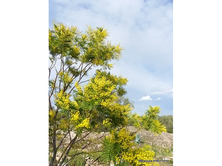 COLTIVAZIONE MIMOSA: MANUTENZIONE