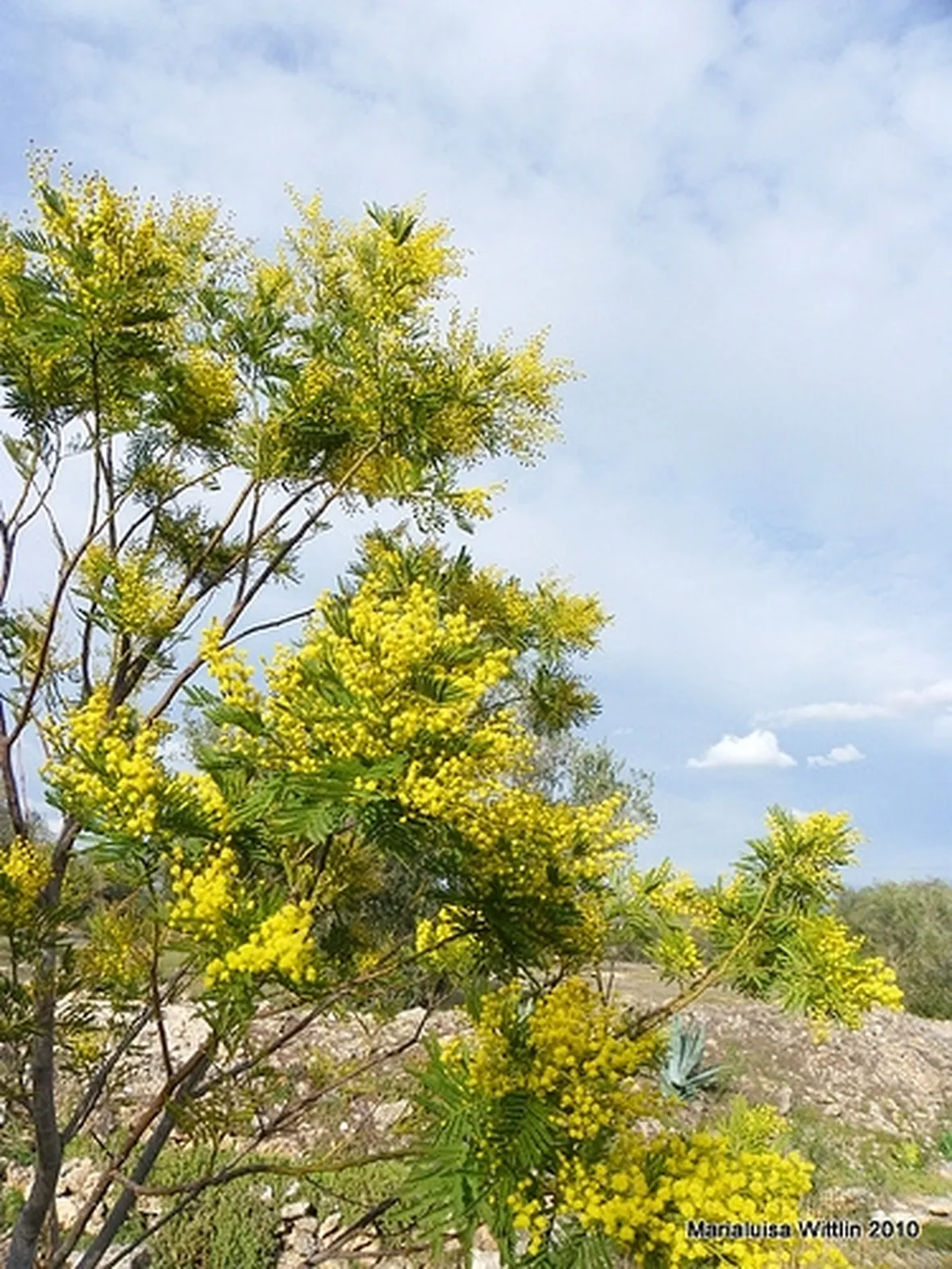COLTIVAZIONE MIMOSA: MANUTENZIONE