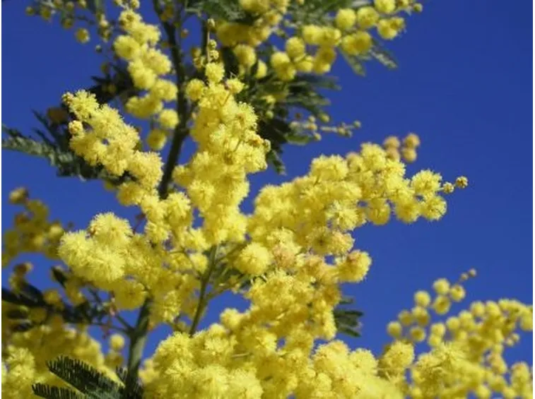 Come conservare una pianta di mimosa