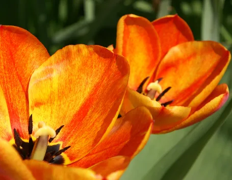 Come piantare i tulipani