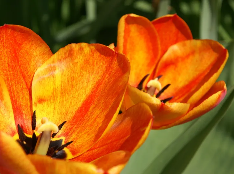 Come piantare i tulipani
