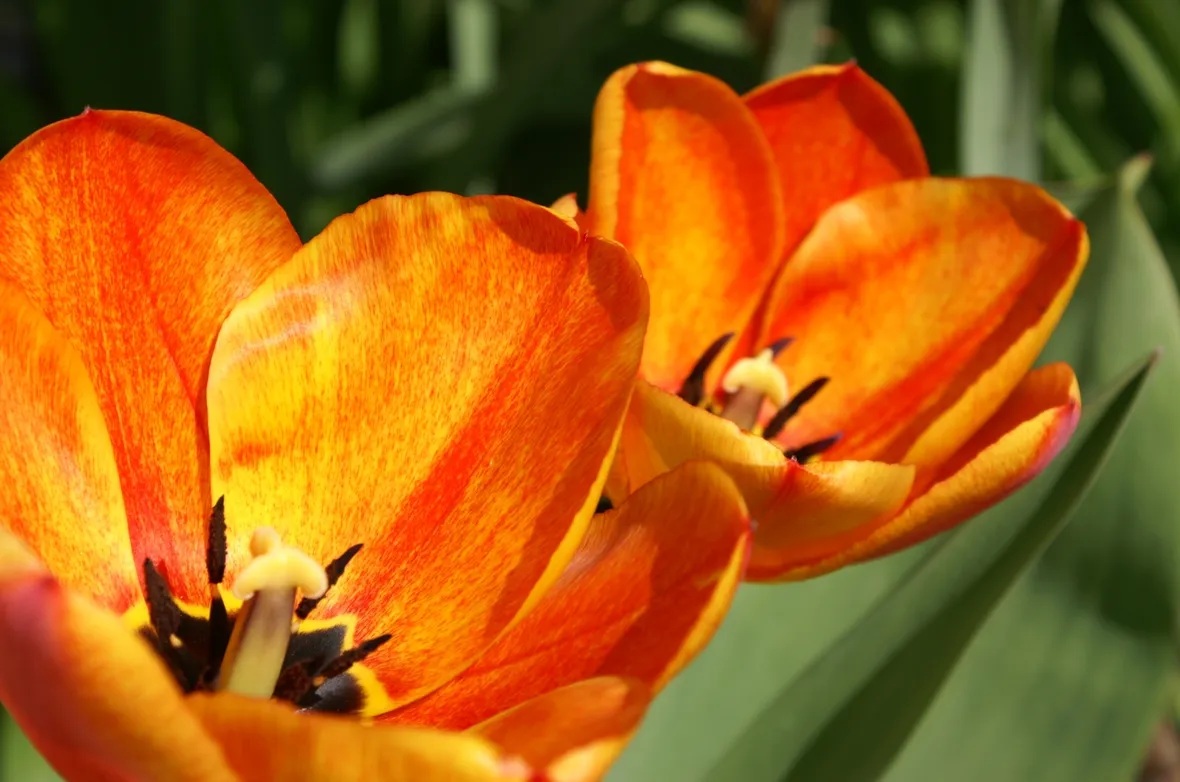 Come piantare i tulipani