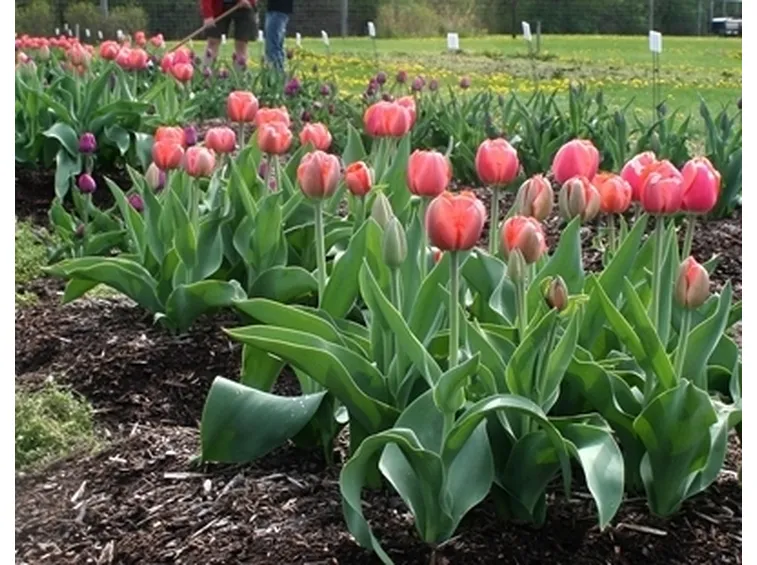 Come programmare la fioritura dei tulipani?