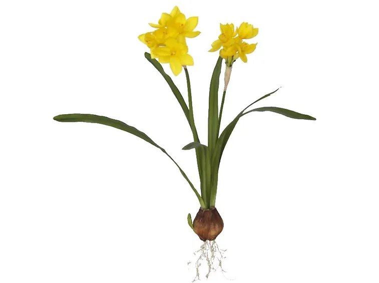 Come si presentano i fiori del Narciso