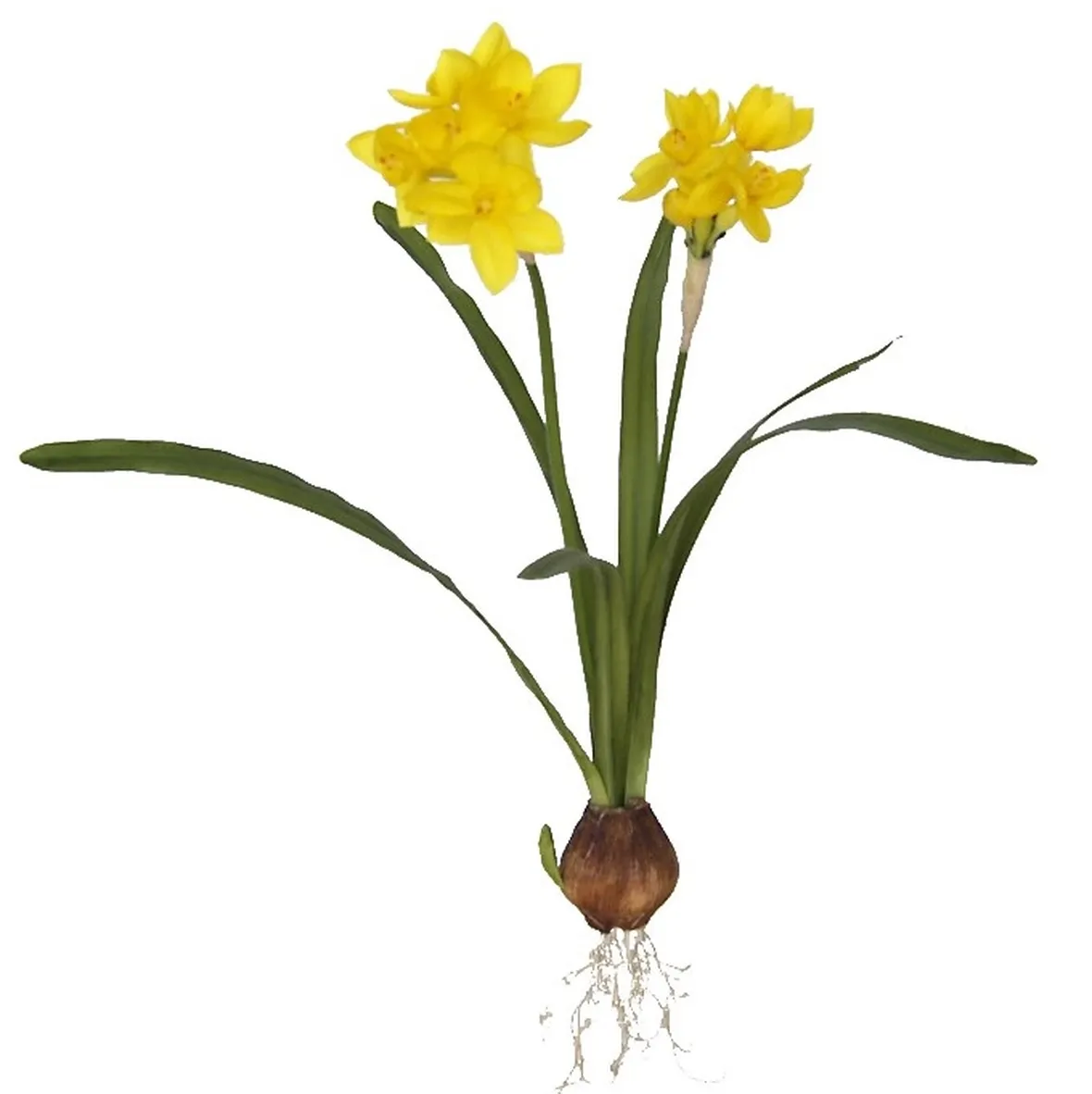 Come si presentano i fiori del Narciso