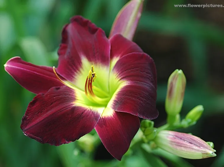 composizione a cuore-1