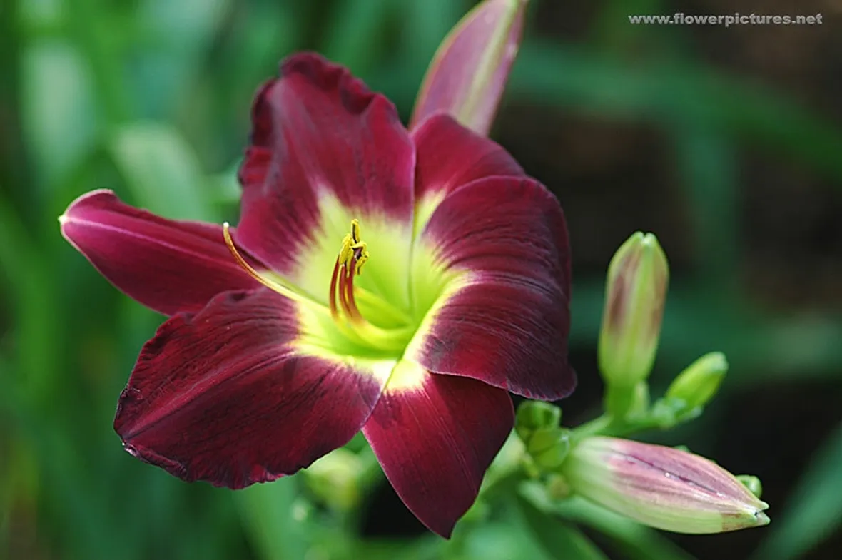 composizione a cuore-1