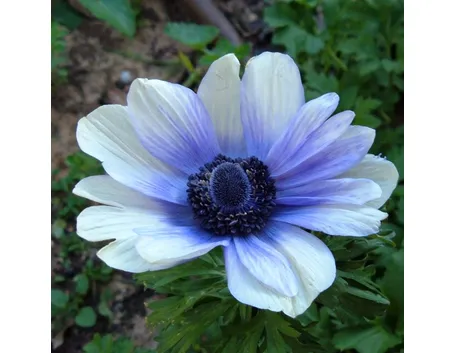 composizione anemoni bianchi-1