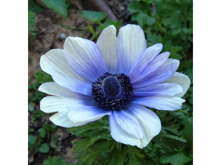 composizione anemoni bianchi-1