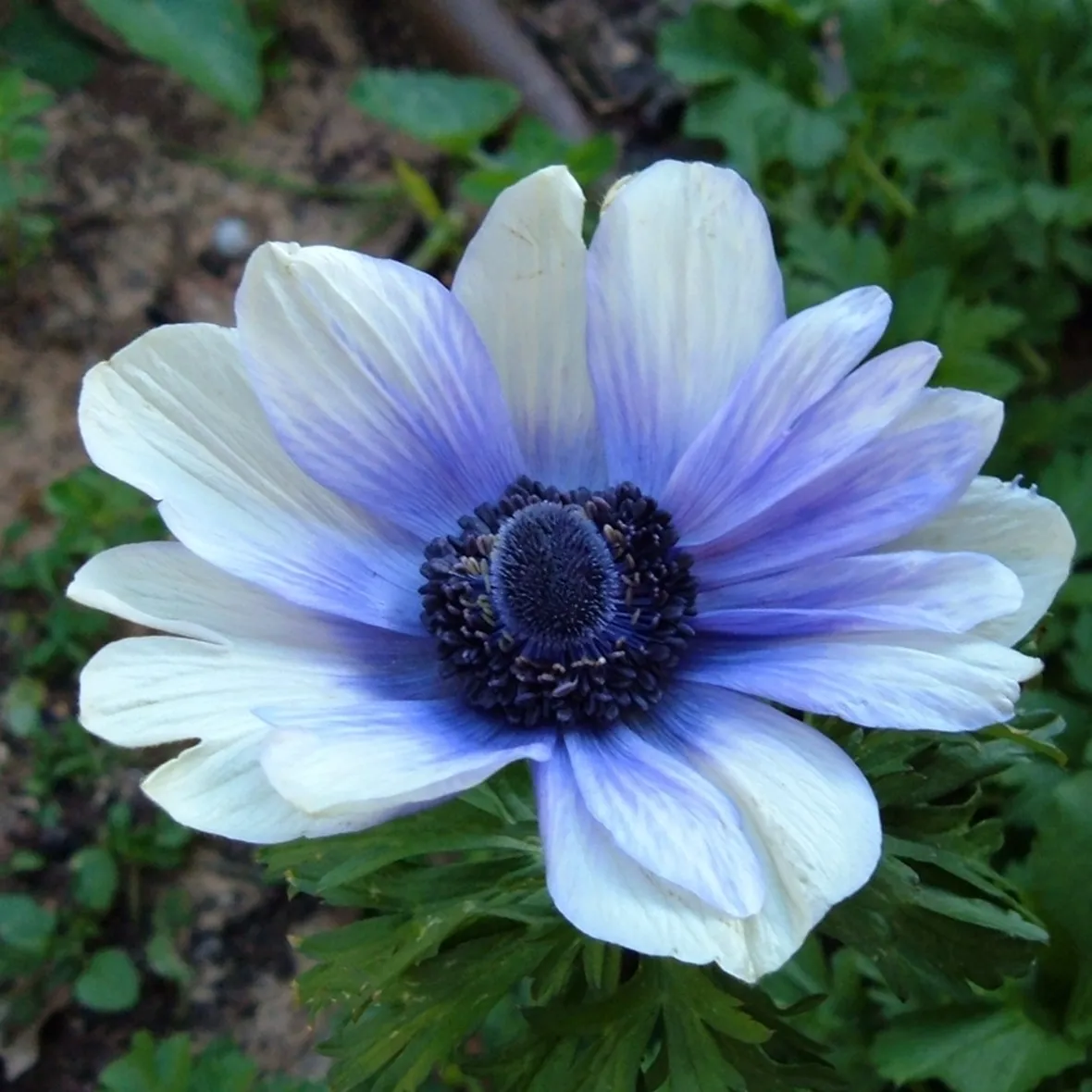 composizione anemoni bianchi-1