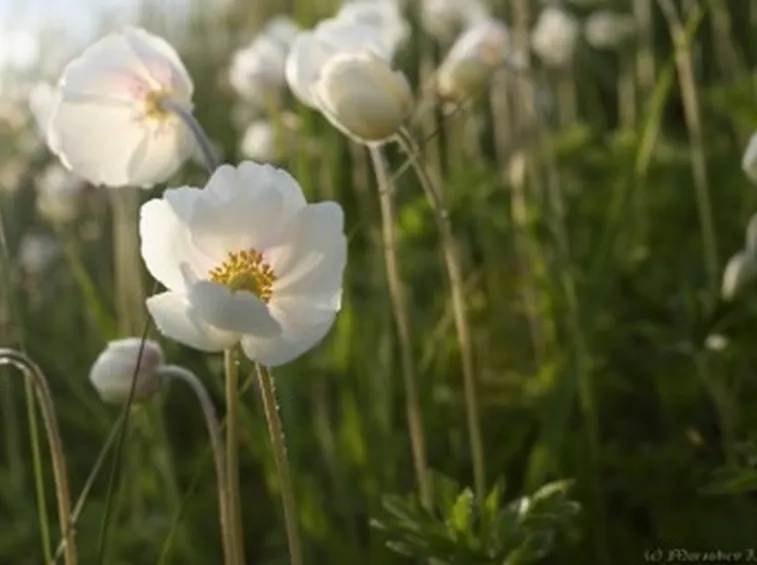 composizione anemoni bianchi