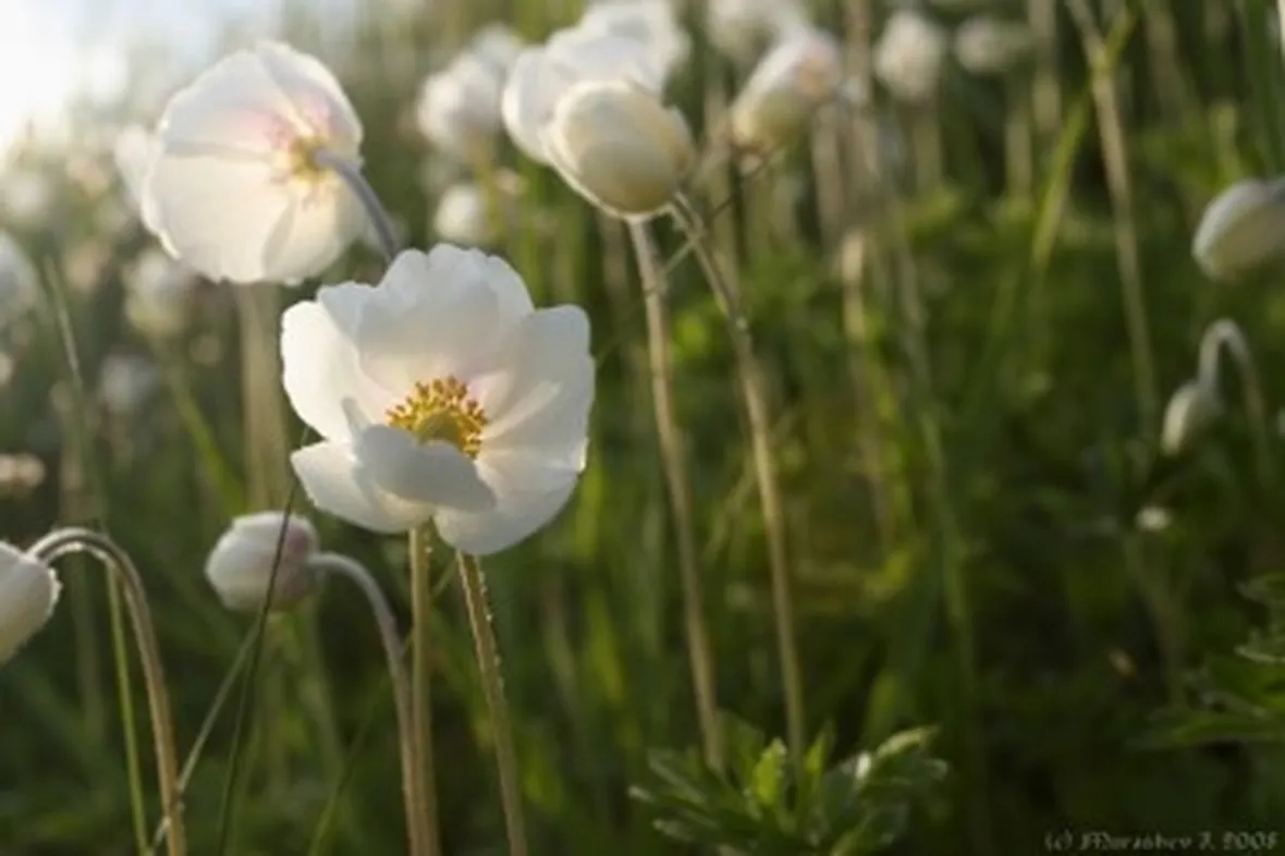 composizione anemoni bianchi