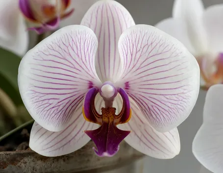 composizione con orchidea-1