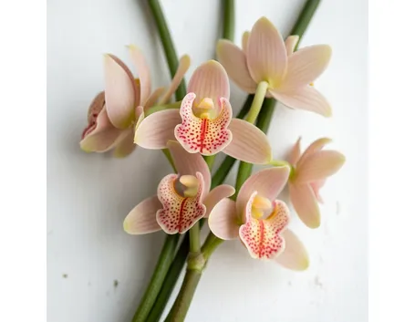 composizione cymbidium-1