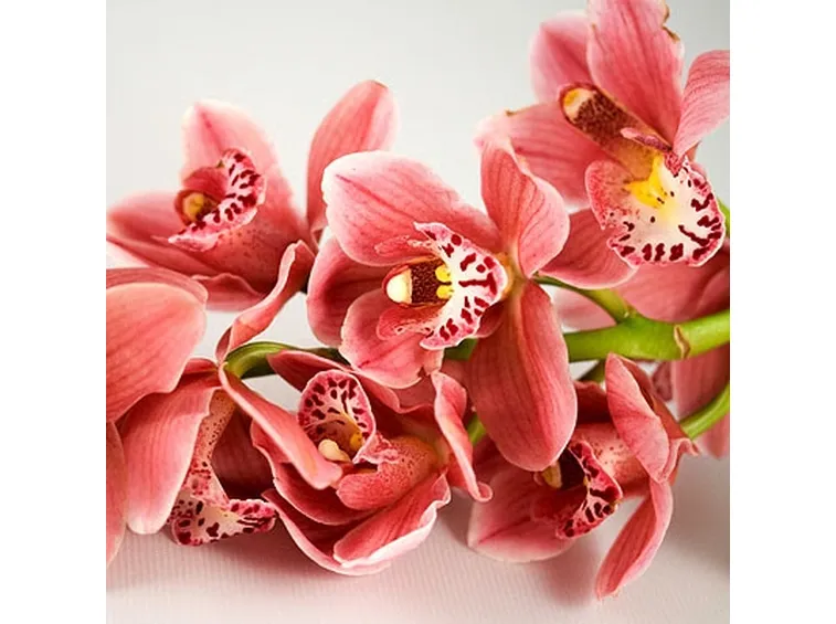 composizione cymbidium-1
