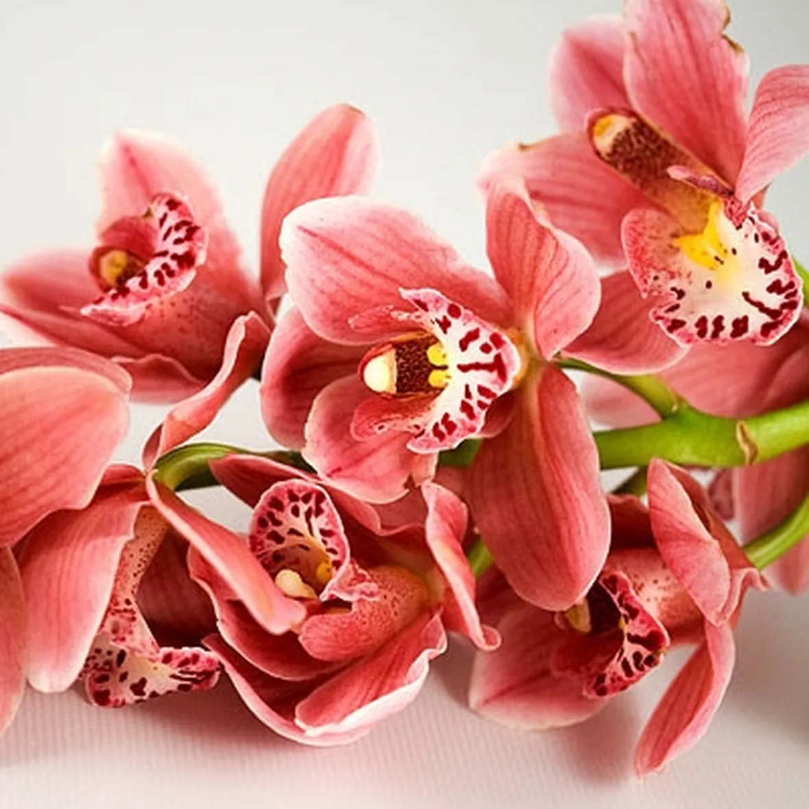 composizione cymbidium-1