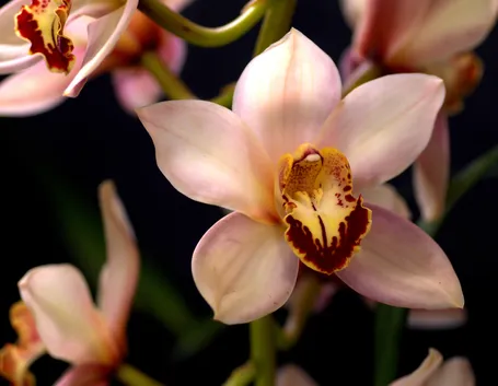 composizione cymbidium e astromerie rosa