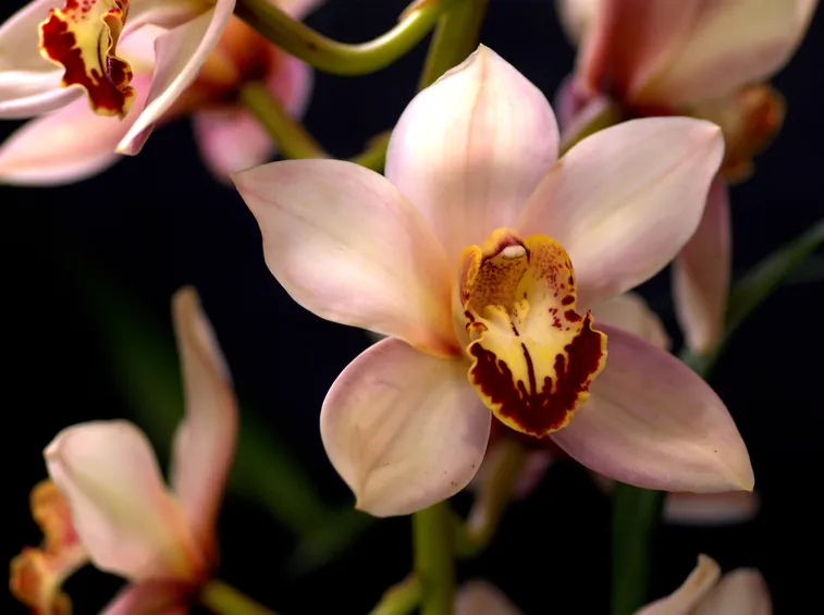 composizione cymbidium e astromerie rosa