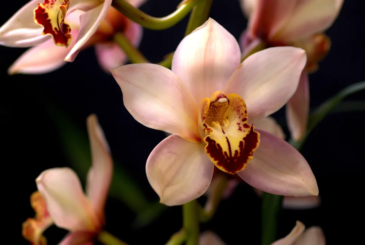 composizione cymbidium e astromerie rosa