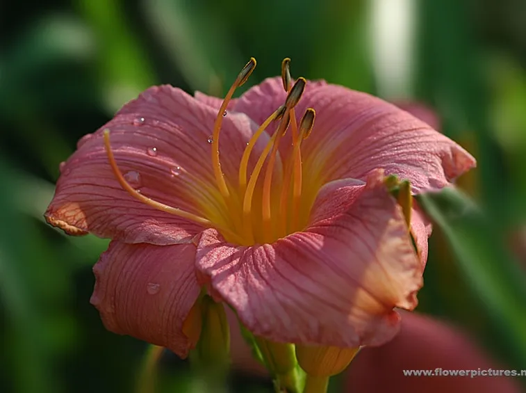 composizione di amaryllis