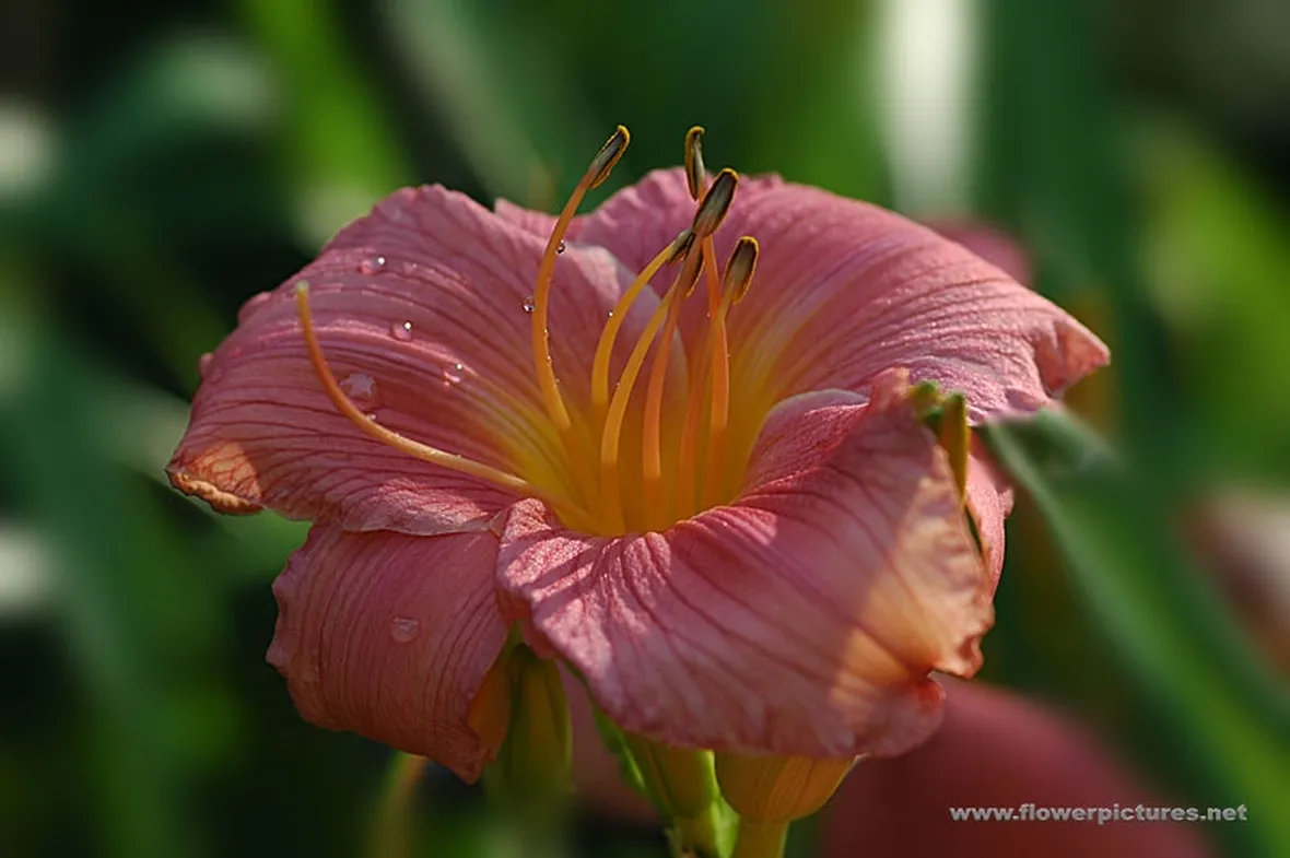 composizione di amaryllis
