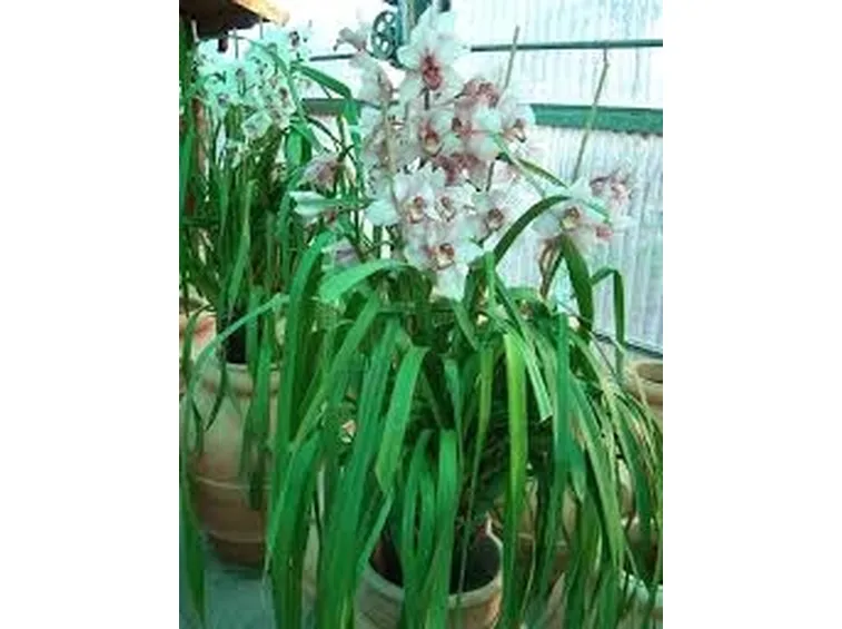 composizione di cymbidium ed anthurim