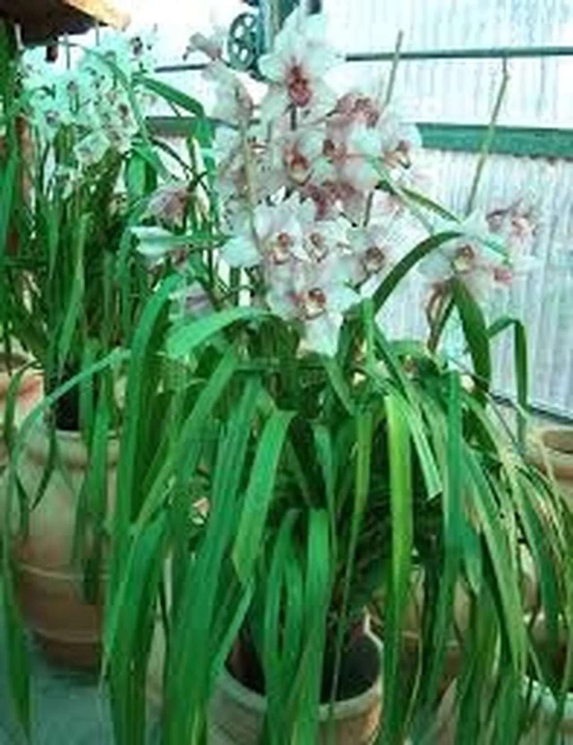 composizione di cymbidium ed anthurim