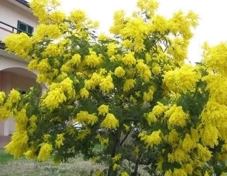 Composizione di gerbere, mimosa e gladioli