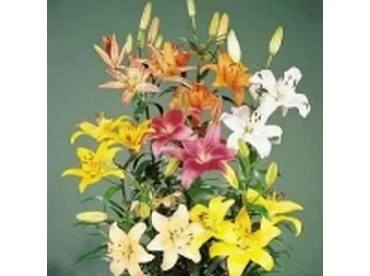composizione di lilium