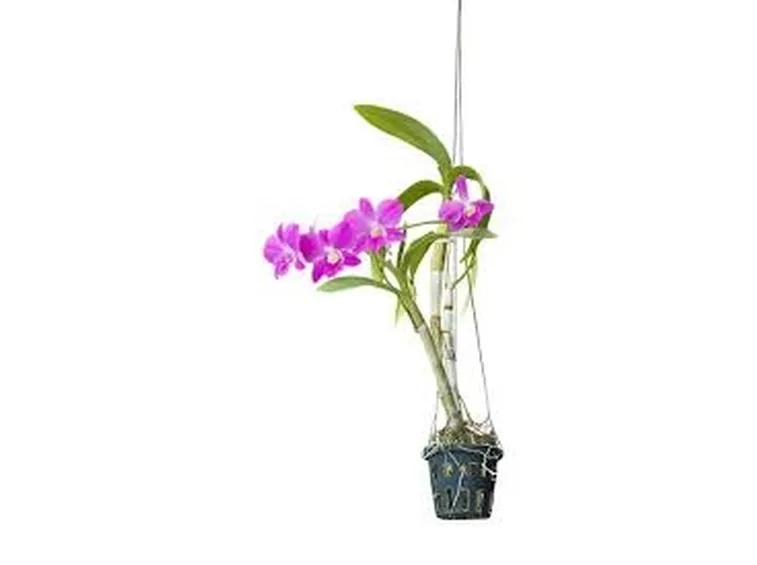 composizione di orchidee a due rami