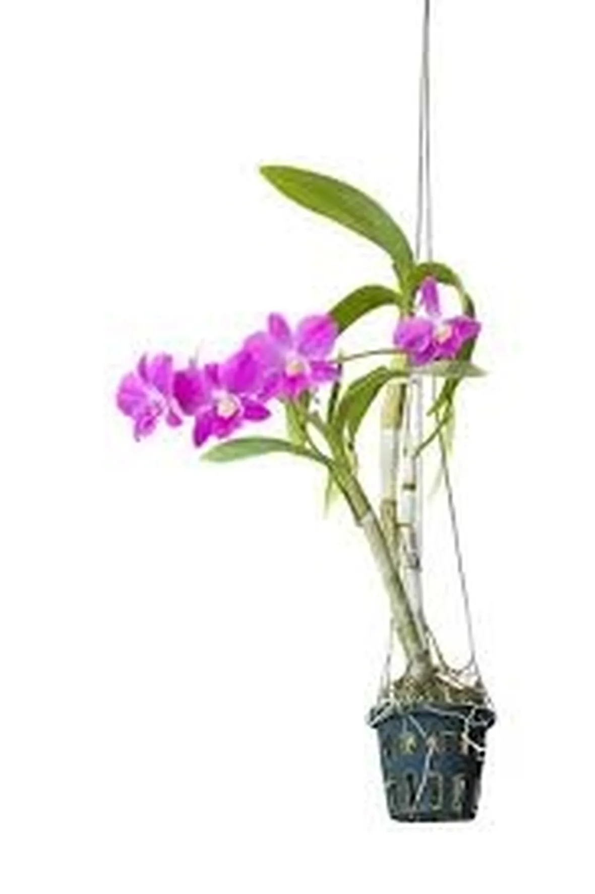 composizione di orchidee a due rami