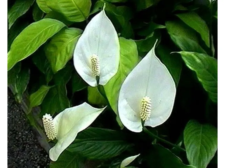 composizione di piante