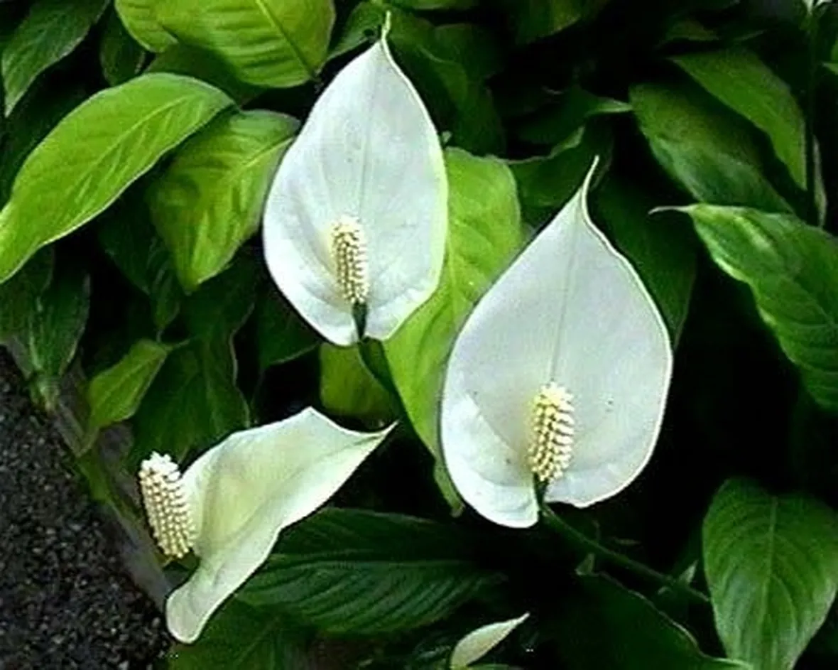 composizione di piante