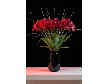 composizione orchidea in vaso-1