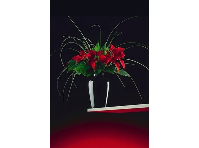 composizione orchidea in vaso-1