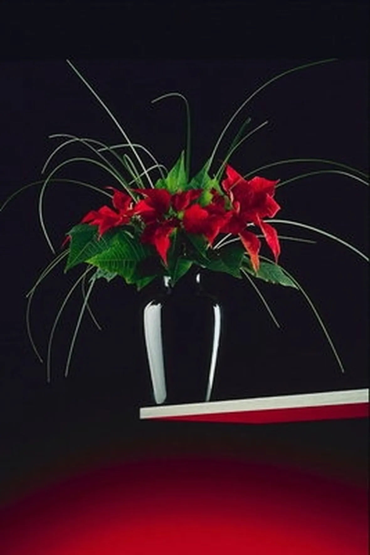 composizione orchidea in vaso-1