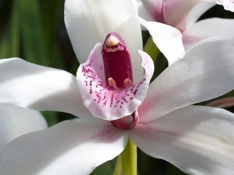 Comporre con un un'orchidea in vaso
