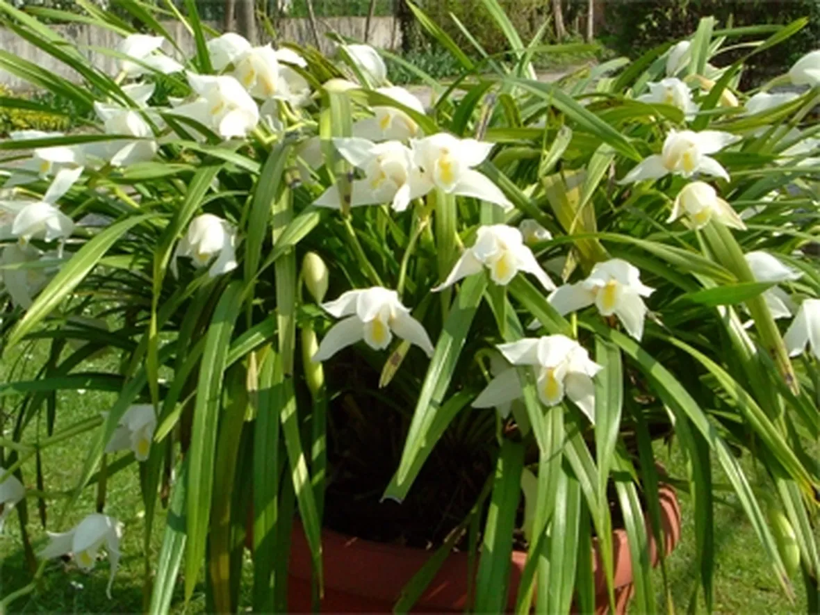 composizione orchidea in vaso