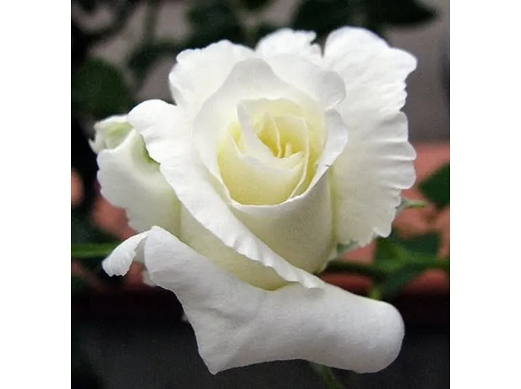 composizione rose bianche
