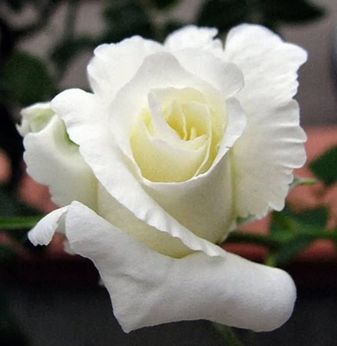 composizione rose bianche