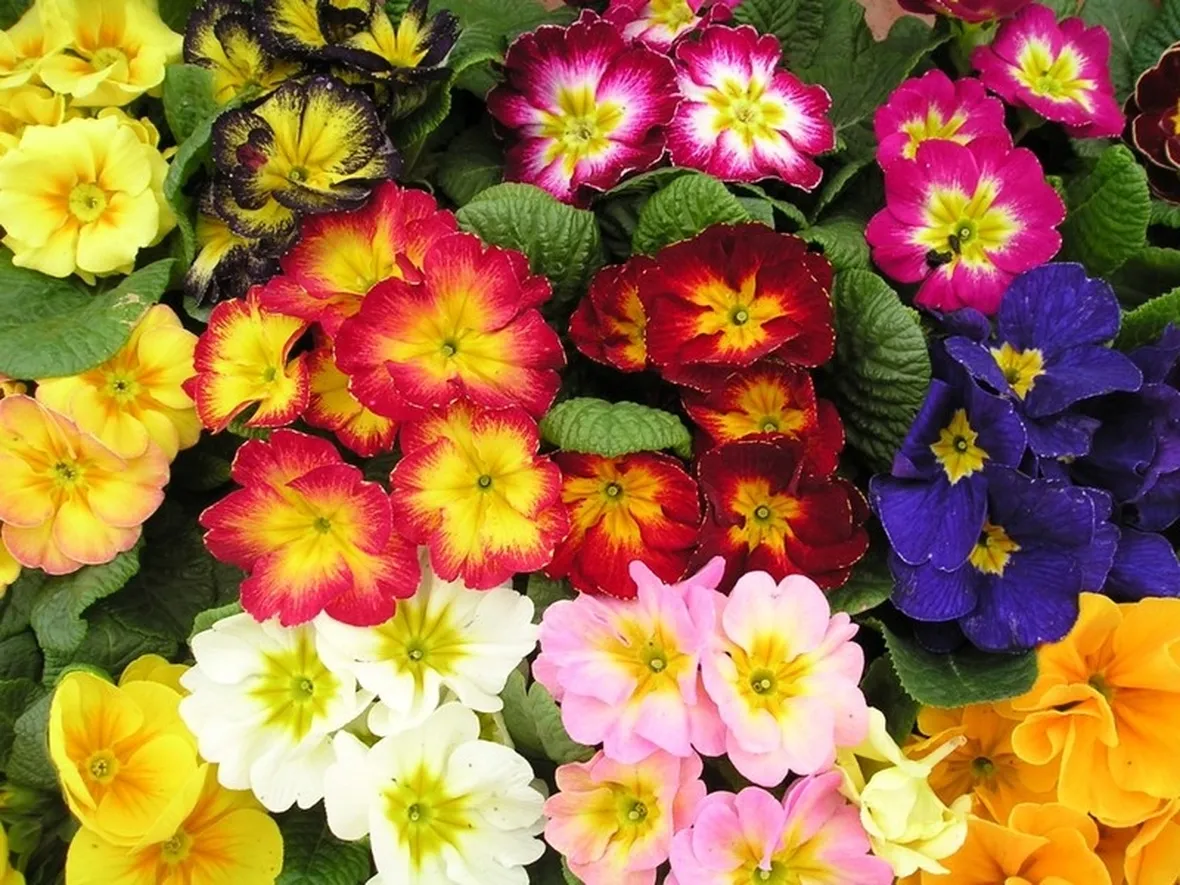 composizioni fiori