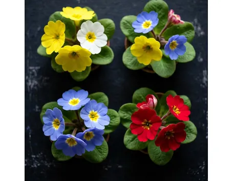 consegna fiori per amicizia
