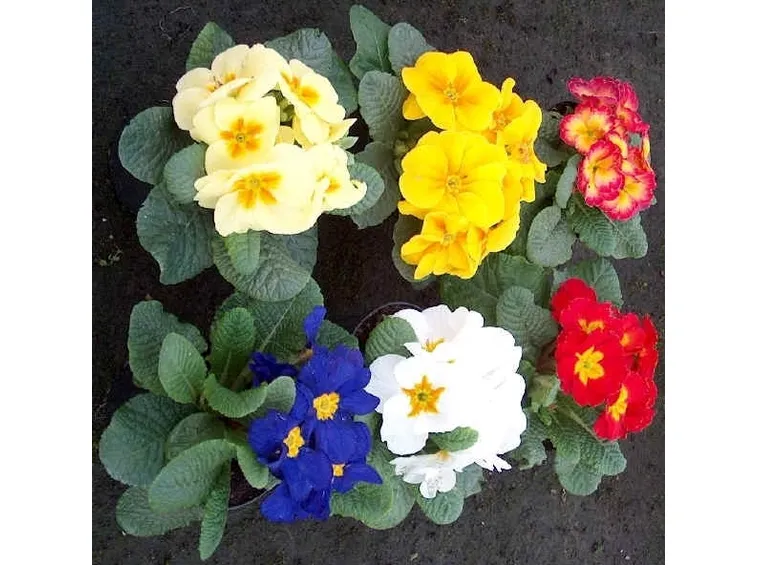 consegna fiori per amicizia