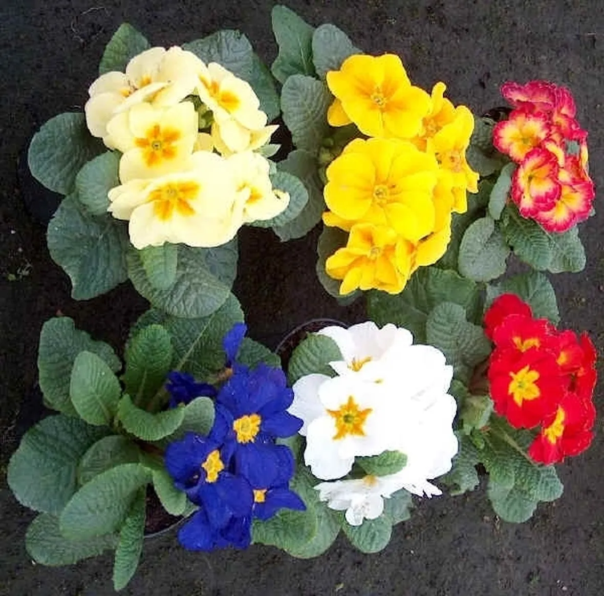 consegna fiori per amicizia