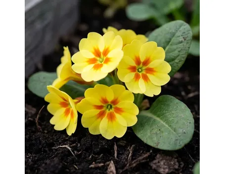 consegna fiori per amore-1