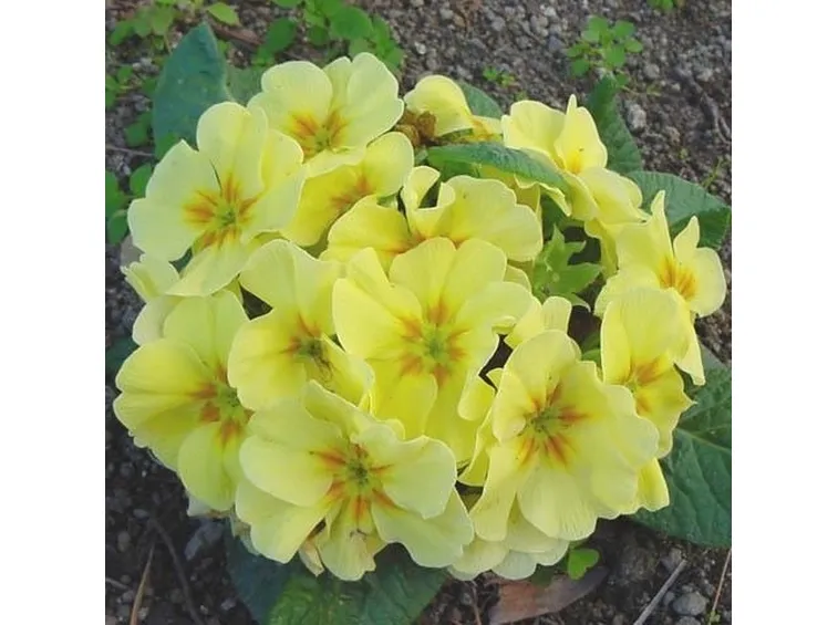 consegna fiori per amore-1