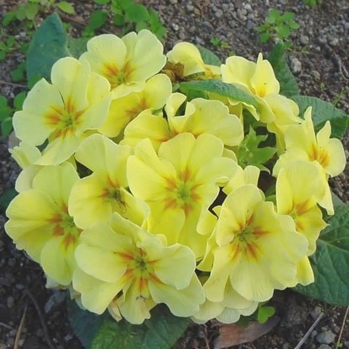 consegna fiori per amore-1
